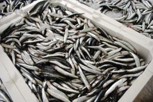 Hamsi avı bu yıl erken başladı