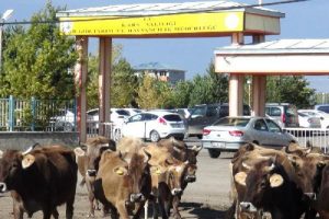 Batı illerine kurbanlık sevki