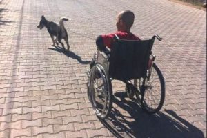 Okula k&ouml;peği g&ouml;t&uuml;r&uuml;yor