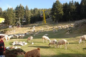 Uludağ'daki s&uuml;r&uuml;ler ağıllarına d&ouml;n&uuml;yor