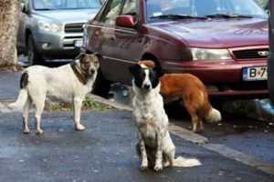 Romanya'da sokak k&ouml;peklerini itlaf yasasına onay