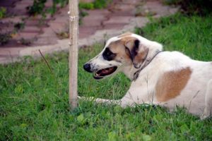 Sokak k&ouml;peği 'Leyla'nın başarısı