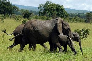 Zimbabve'de fil katliamı