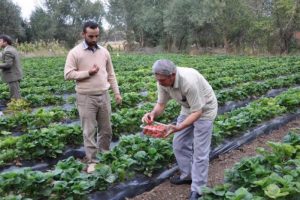 İlk kez &ccedil;ilek hasadı yapıldı