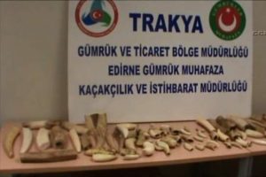 Fil dişi operasyonu polis kamerasında