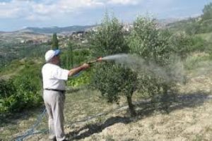 Zeytin sineği arttı, devlet m&uuml;cadeleye başladı