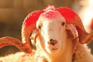 Kurban derisi toplayacak kurumlar