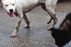 'K&ouml;pek gibi' seviyor!