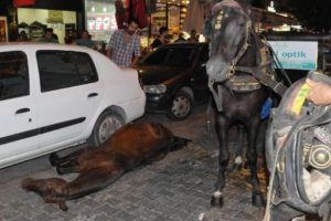 Atın imdadına veteriner yetişti