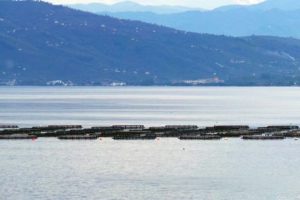 Ordu'da kafeste karag&ouml;z &uuml;retimi