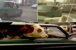 Otomobilde inek var!
