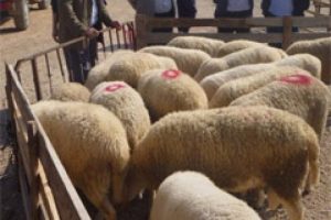 Kurbanlık fiyatları tartışılıyor