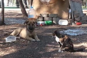 Kedilerin g&ouml;n&uuml;ll&uuml; bek&ccedil;isi