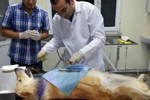 Kazazede k&ouml;peğe yardım eli