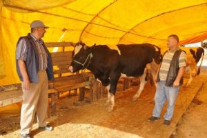 Kurban pazarlarında hareketlilik başladı