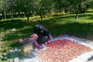 Kadınların ev tarhanası yapma telaşı