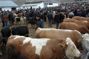 Vatandaşlar kurban kesimini TV'den izleyecek