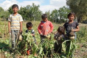 Okula değil pancar s&ouml;kmeye gidiyorlar