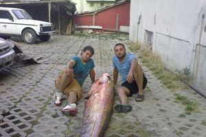 Dev balık oltaya takıldı