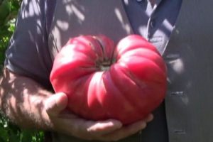 1,5 kilogramlık domates yetiştirdi