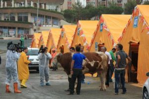 Araba" fiyatına kurbanlık