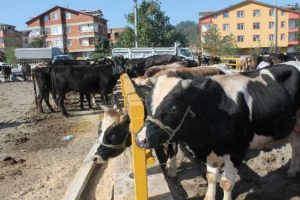 İşte Kurban Bayramı &ouml;nlemleri