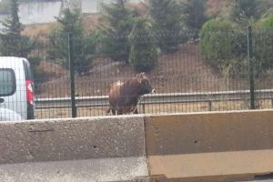 Ka&ccedil;an boğa trafiği birbirine kattı