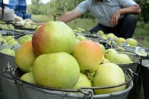 Suriye'deki kriz Deveci armudunu vurdu