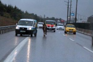 Ka&ccedil;an boğa otoyolu birbirine kattı