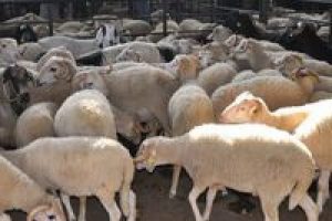 Kurbanlık se&ccedil;menin p&uuml;f noktaları