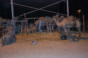 Kutsal topraklarda kurban hazırlığı