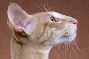 Sokak ortasında kesik kedi başları