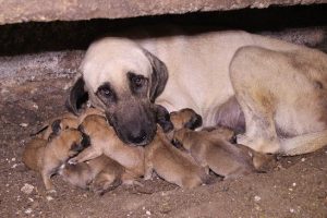 &Ccedil;oban k&ouml;peği bir batında 13 yavru doğurdu