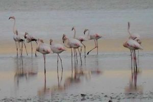 &Uuml;lkemizde flamingo g&ouml;&ccedil;&uuml; başladı