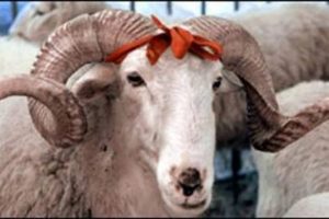 Kurban keserken hasta olmayın!
