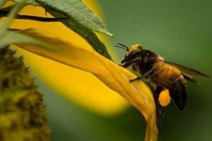 'Stres, arı kolonilerini tek başına yok edebilir'