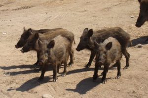 Muğla'da yaban domuzu alarmı