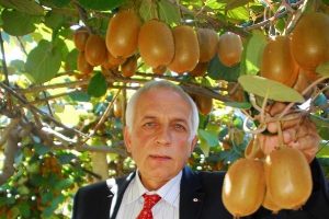 "Yalova T&uuml;rkiye'nin kivi merkezi"