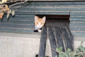 Filmleri aratmayan kurtarma operasyonu