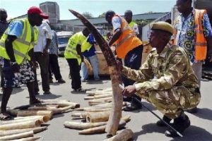 Kenya'da 4 ton fildişi ele ge&ccedil;irildi