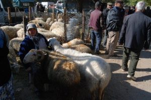 Kurbanlıklar alıcı bekliyor