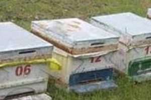 Arı kovanında esrar &ccedil;ıktı