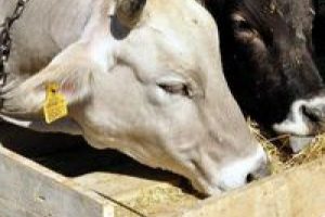 Bakandan kritik kurban uyarısı!