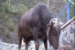 Kurbanlıklara eziyete b&uuml;y&uuml;k ceza!