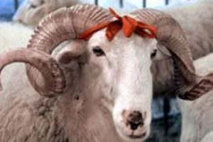 Kurban eti nasıl pişirilmeli ?