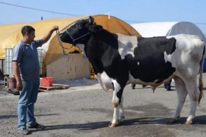 'Osman' 14 bin liraya alıcı bekliyor