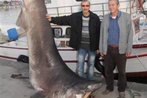 800 kiloluk k&ouml;pek balığı yakalandı