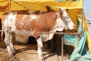 Dikkat! Bursa'da kurbanlık kalmayabilir - &Ouml;ZEL HABER