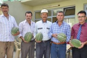 K&ouml;yl&uuml;leri Hasanbey kavunu kurtardı