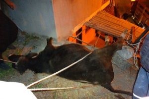 Kurbanlık dana &ccedil;ardağa d&uuml;şt&uuml;